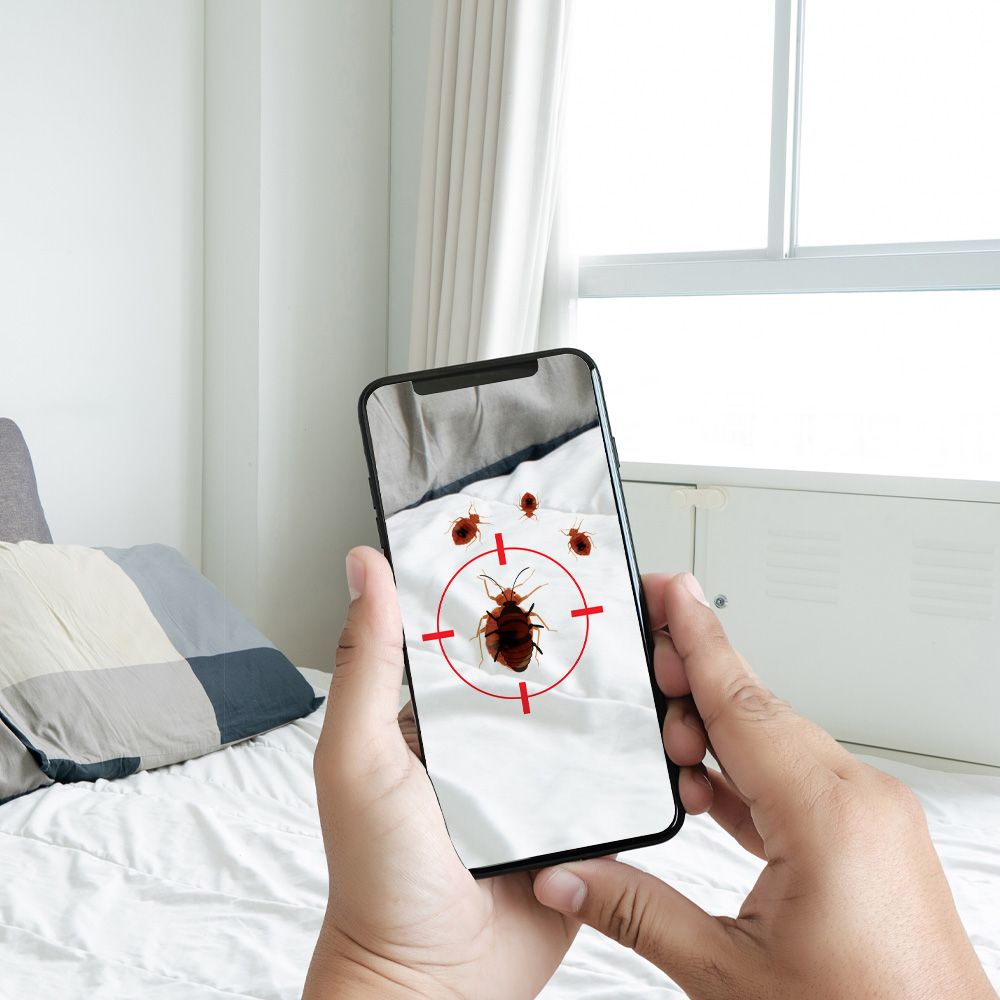 Bed Bug Removal in Bergen County Tapout Pest Control Tapout Pest
